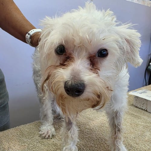ANNIE MAY - Maltese available for adoption