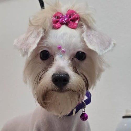 ANNIE MAY
