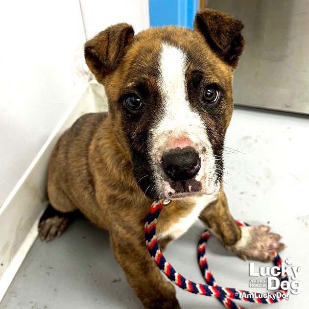 VESPER - Shepherd / Retriever available for adoption