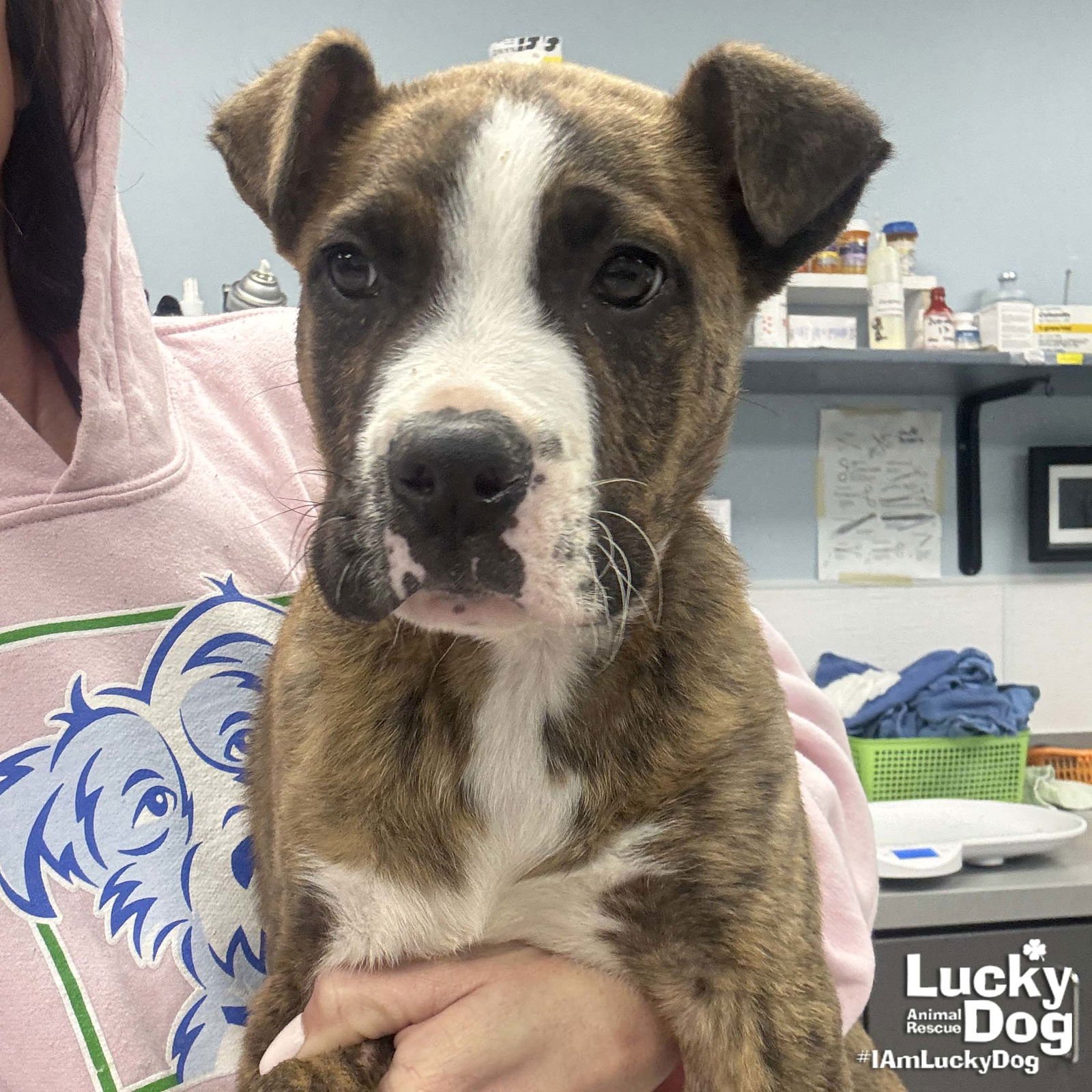 VESPER - Shepherd / Retriever available for adoption