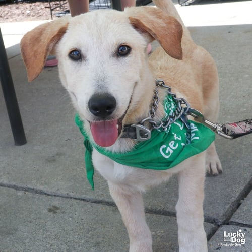 DOBS - Labrador Retriever / Dachshund available for adoption