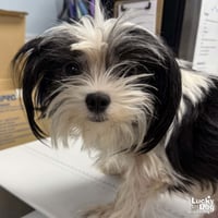 Arlo - Photo 2