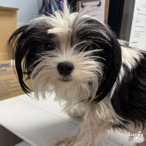 ARLO - Shih Tzu available for adoption