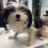 Arlo - Photo 3