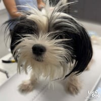 Arlo - Photo 4