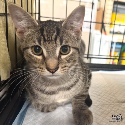 ELM - Domestic Short Hair available for adoption