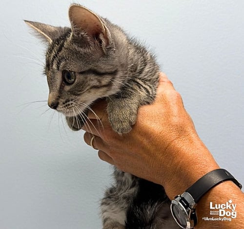 ELM - Domestic Short Hair available for adoption
