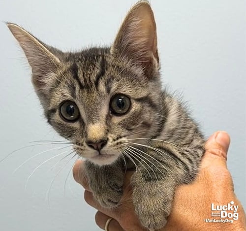 ELM - Domestic Short Hair available for adoption