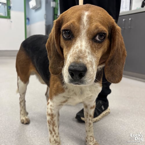 COLBY - Beagle available for adoption
