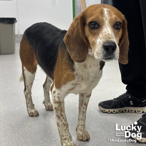 COLBY - Beagle available for adoption
