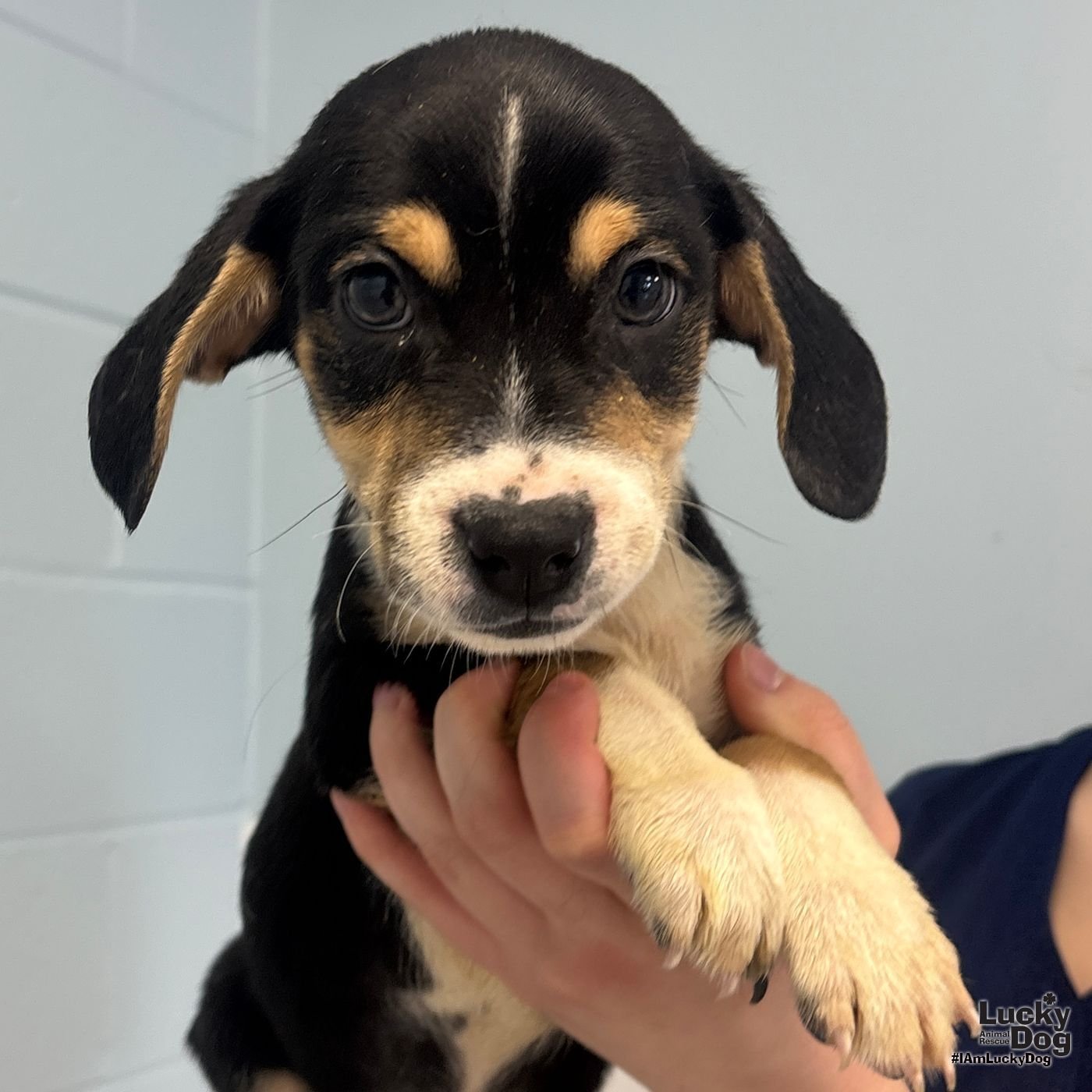DINKY - Yorkshire Terrier Yorkie / Jack Russell Terrier available for adoption