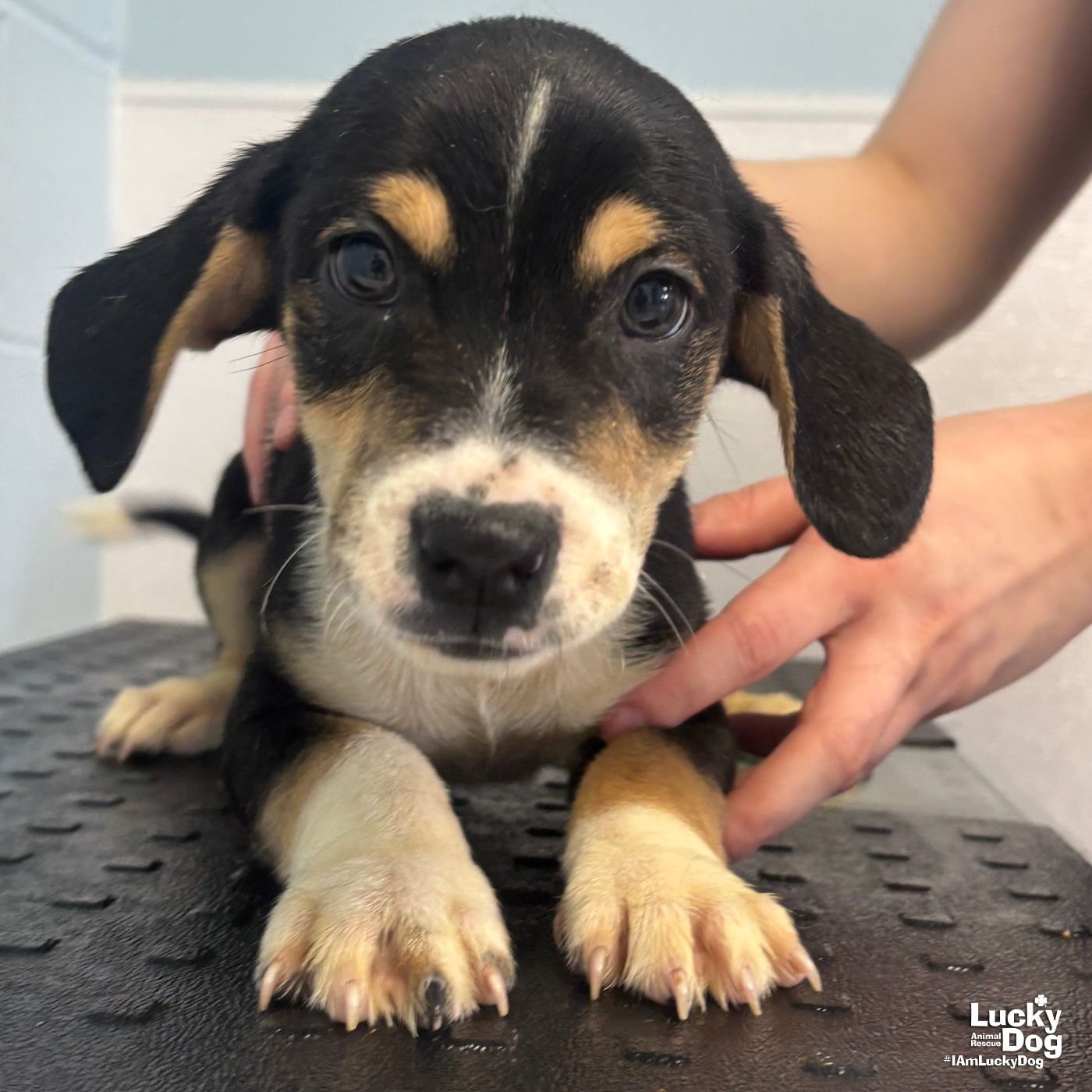 DINKY - Yorkshire Terrier Yorkie / Jack Russell Terrier available for adoption