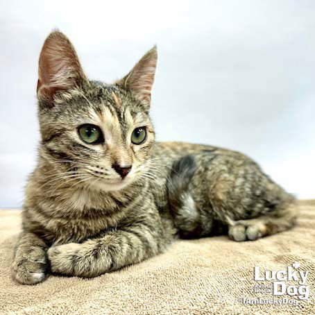 ELSIE - Domestic Short Hair available for adoption