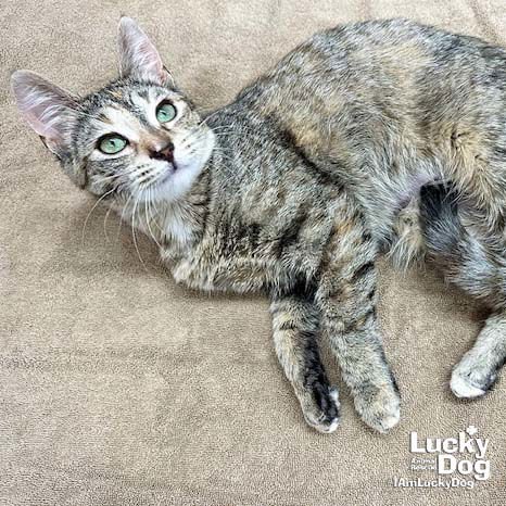 ELSIE - Domestic Short Hair available for adoption