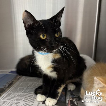 CLEOPATRA - Domestic Short Hair available for adoption
