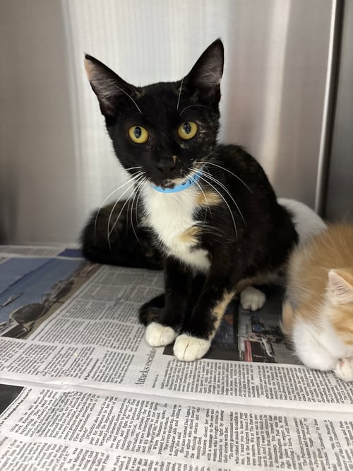 CLEOPATRA - Domestic Short Hair available for adoption
