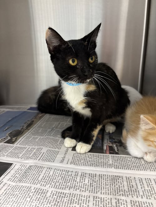 CLEOPATRA - Domestic Short Hair available for adoption
