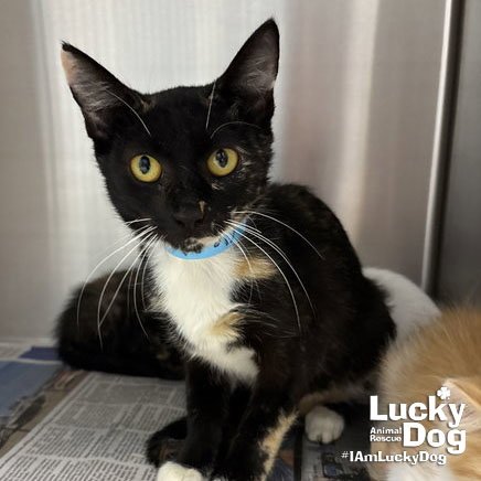 CLEOPATRA - Domestic Short Hair available for adoption