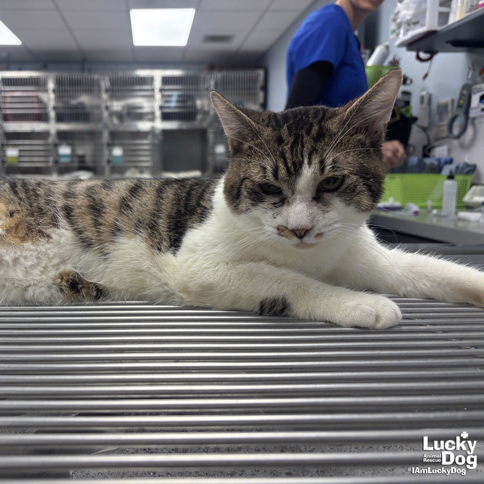 REDBULL - Domestic Short Hair available for adoption