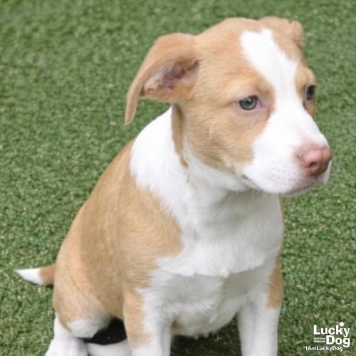 BUDDY - Border Collie available for adoption