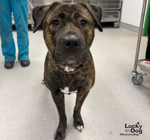 BEAUTY - Mastiff available for adoption