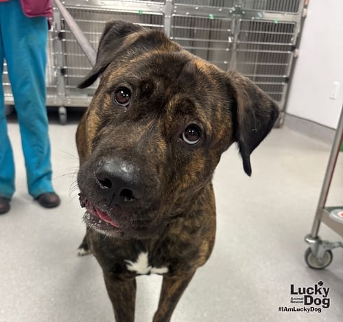 BEAUTY - Mastiff available for adoption