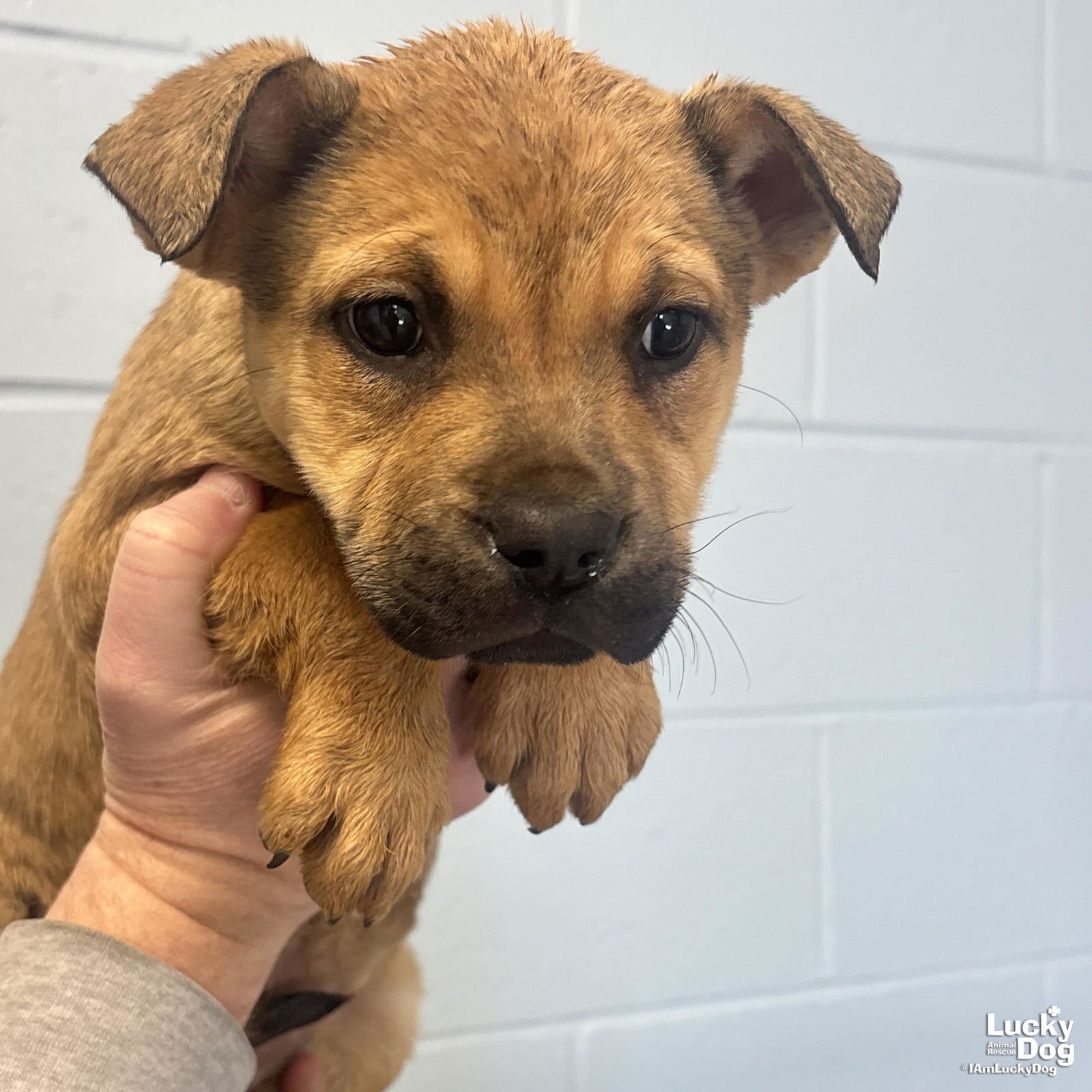 NESSY - Shepherd available for adoption