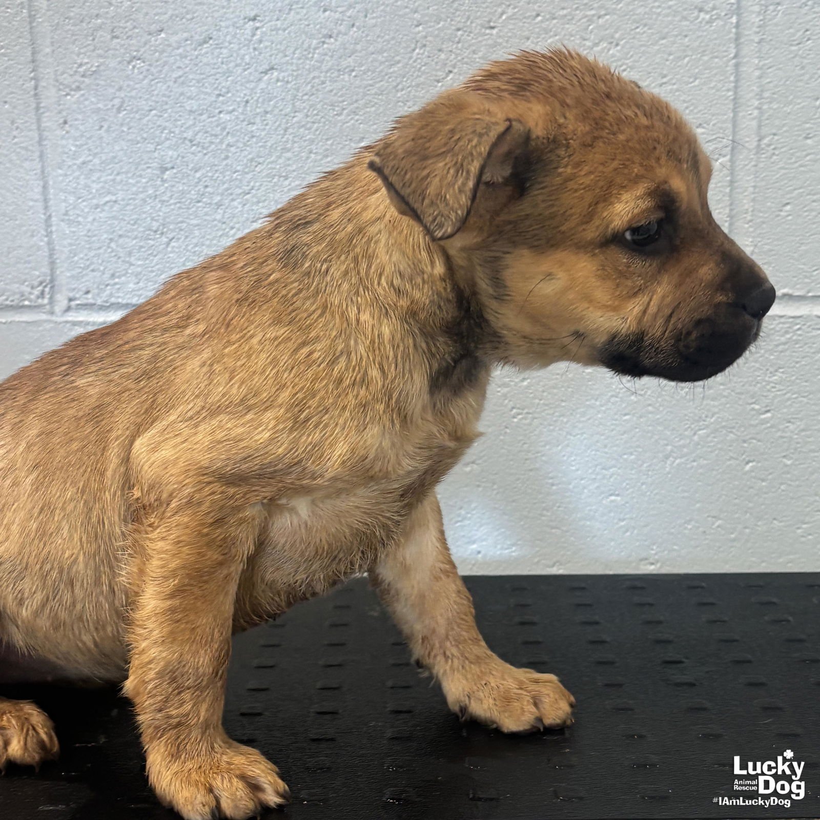 NESSY - Shepherd available for adoption