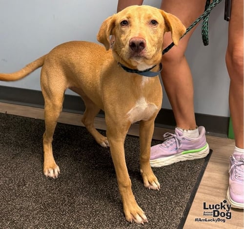 BELLE - Carolina Dog / Labrador Retriever available for adoption