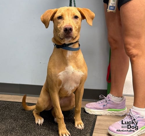 BELLE - Carolina Dog / Labrador Retriever available for adoption