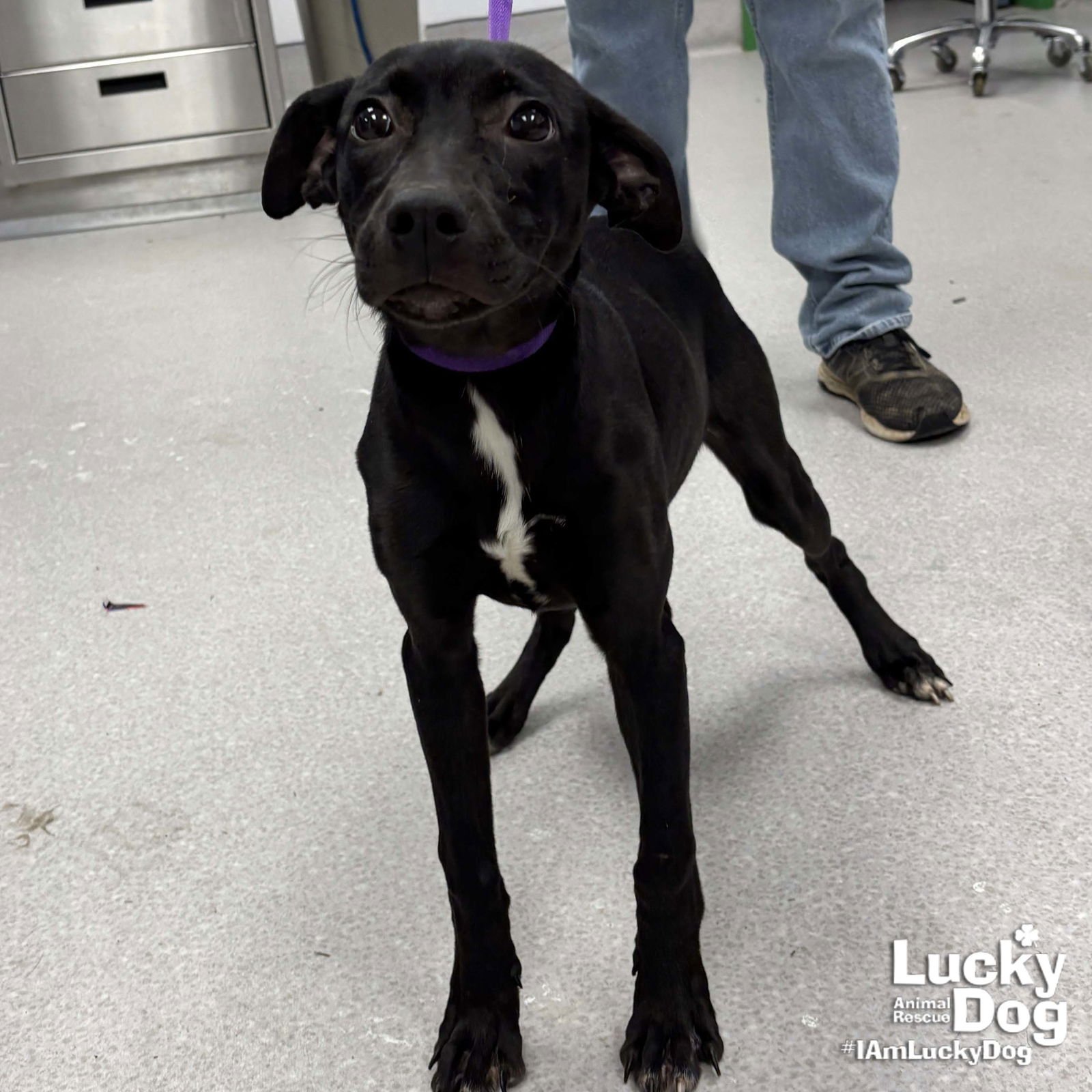 POPPY - Labrador Retriever / Shepherd available for adoption