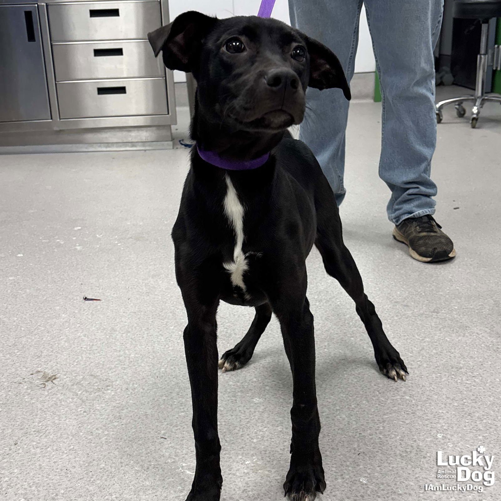 POPPY - Labrador Retriever / Shepherd available for adoption