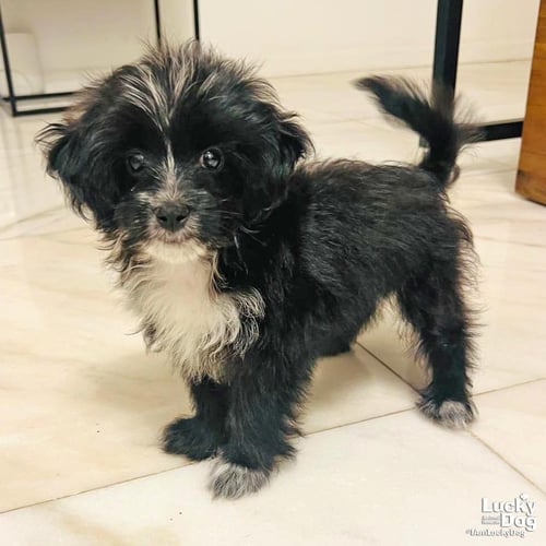 BARLEY - Terrier available for adoption