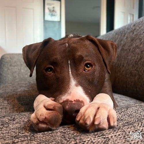 GILLIGAN - Terrier / Labrador Retriever available for adoption