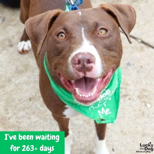 GILLIGAN - Terrier / Labrador Retriever available for adoption