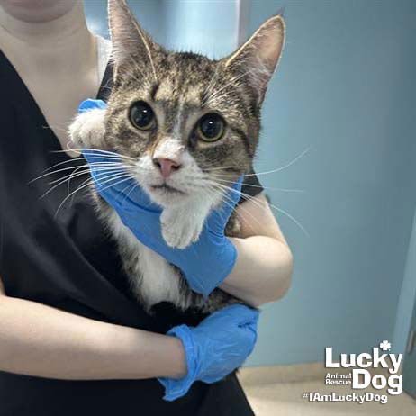 LUKE - Domestic Short Hair available for adoption