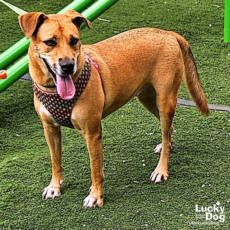 CANELA - Labrador Retriever available for adoption