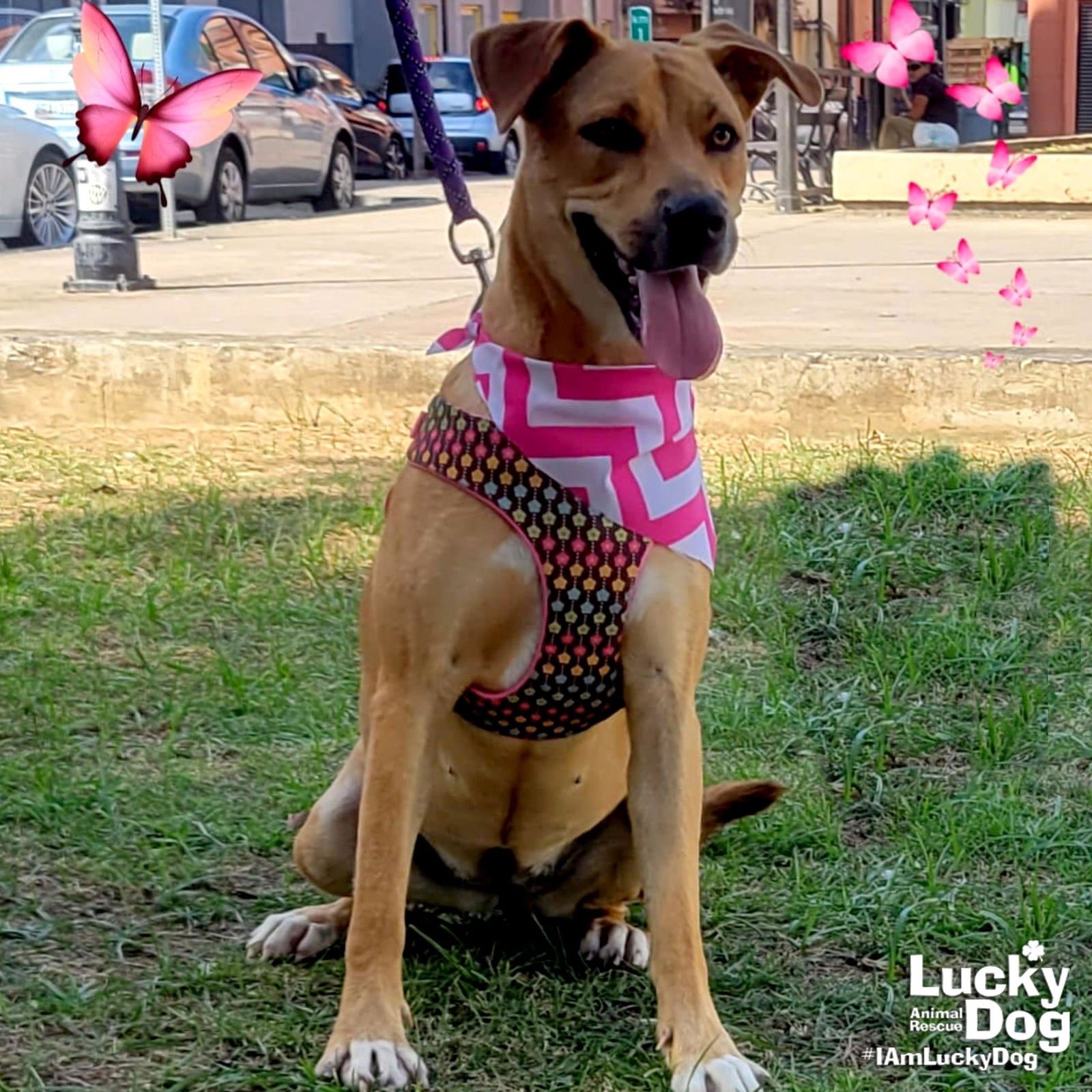 CANELA - Labrador Retriever available for adoption