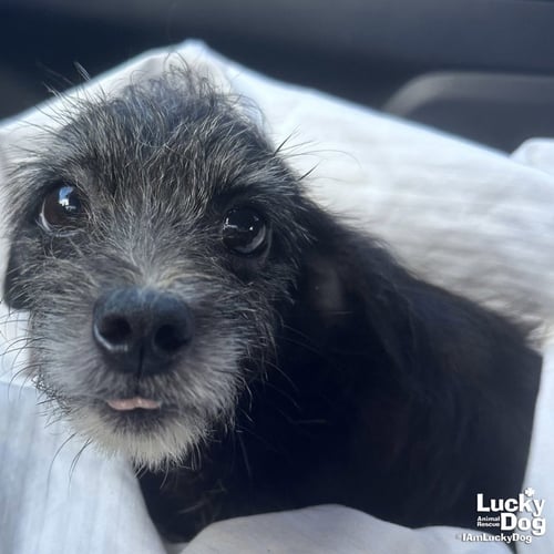 BEAN - Terrier available for adoption