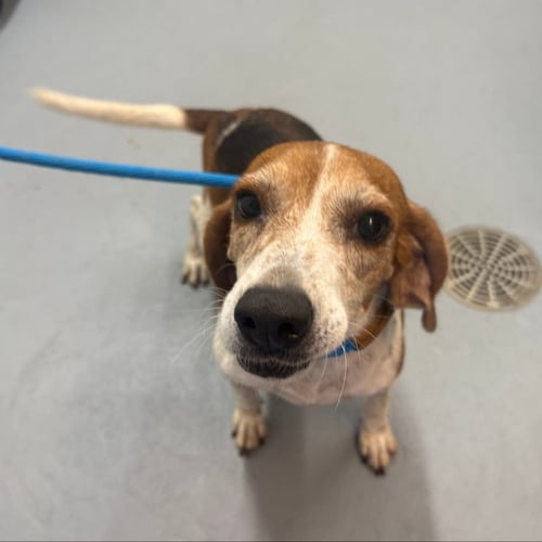 JOLENE - Beagle available for adoption