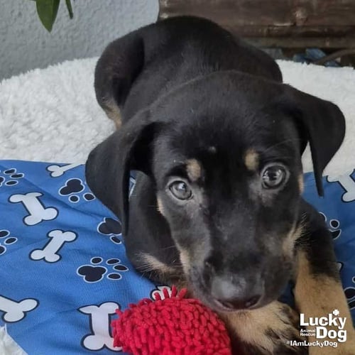 ORI - Dachshund available for adoption