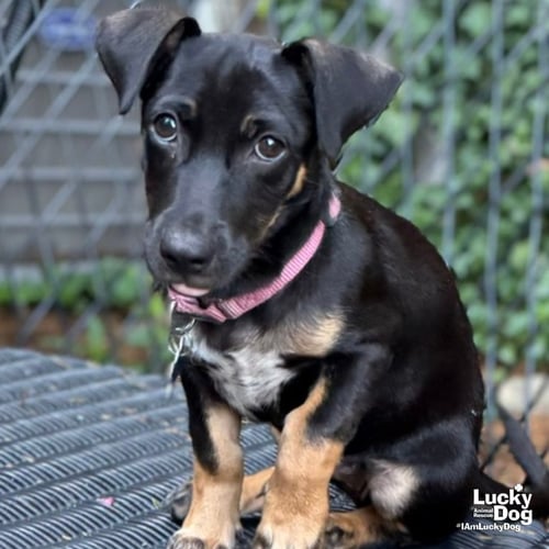 ORI - Dachshund available for adoption