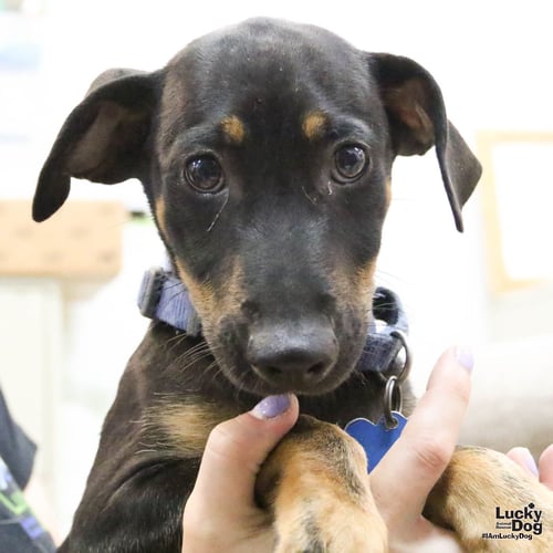 ORI - Dachshund available for adoption