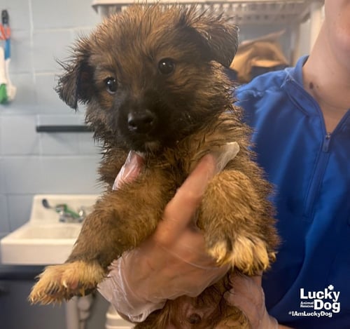 CAPRI - Shetland Sheepdog Sheltie / Shepherd available for adoption