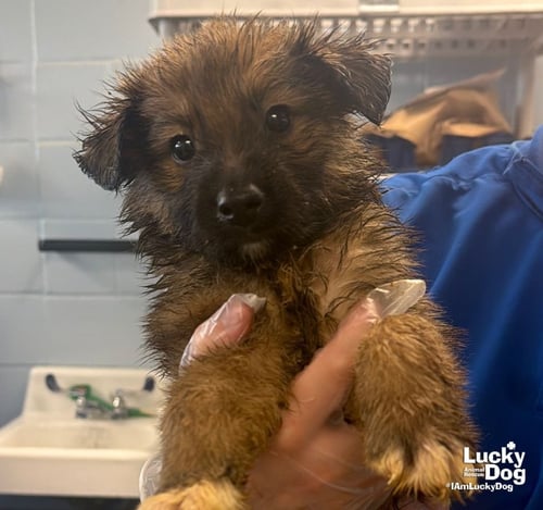 CAPRI - Shetland Sheepdog Sheltie / Shepherd available for adoption