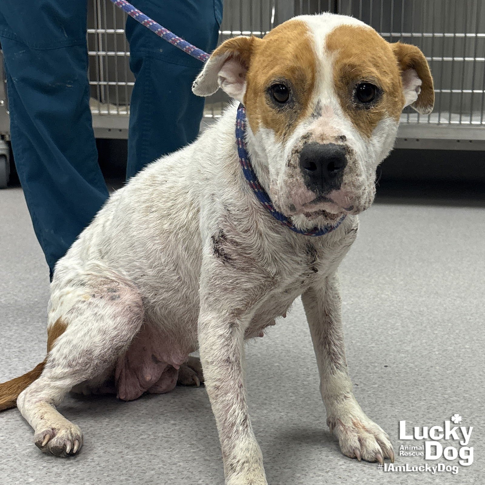 ALLIE - Shepherd / Terrier available for adoption