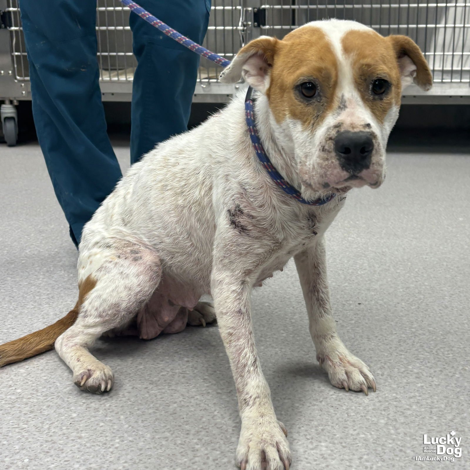 ALLIE - Shepherd / Terrier available for adoption