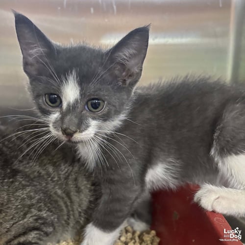 ZAXBY - Domestic Short Hair available for adoption