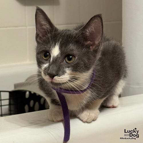 ZAXBY - Domestic Short Hair available for adoption