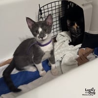 Zaxby - Photo 4
